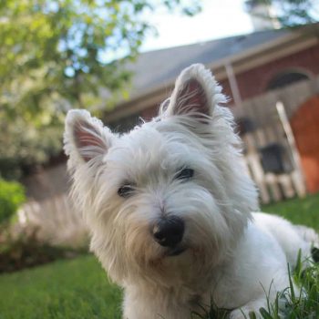 Puppy Proofing Your New Home in San Marcos, TX - Close Up of Terrier