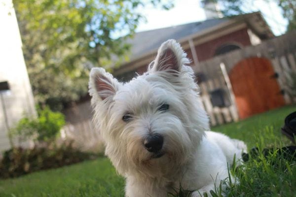 Puppy Proofing Your New Home in San Marcos, TX - Close Up of Terrier