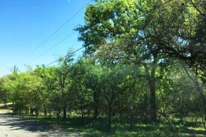 Buy Land in San Marcos, TX