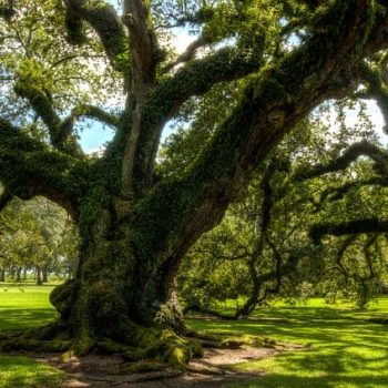 Giant, centuries-old live oak trees populate the grounds of a hill country home.