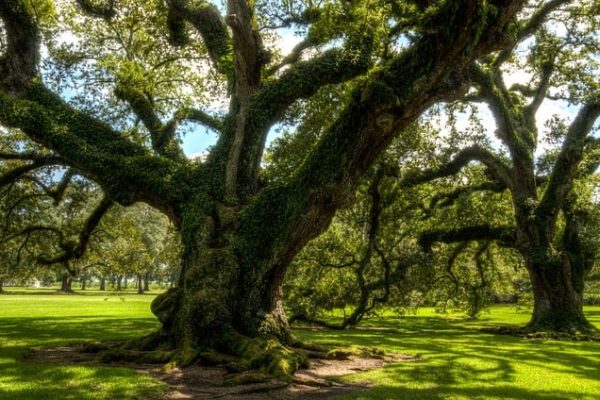 Giant, centuries-old live oak trees populate the grounds of a hill country home.