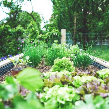 A backyard garden with vegetables in Tx - Sell Your Home in the San Marcos, Texas real estate Market