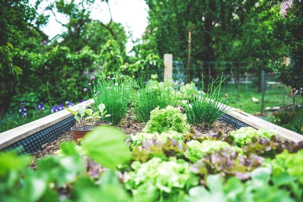 A backyard garden with vegetables in Tx - Sell Your Home in the San Marcos, Texas real estate Market