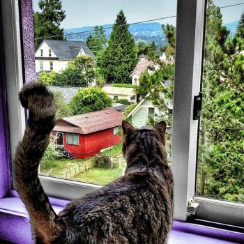 Cat looking out a house window with a great view