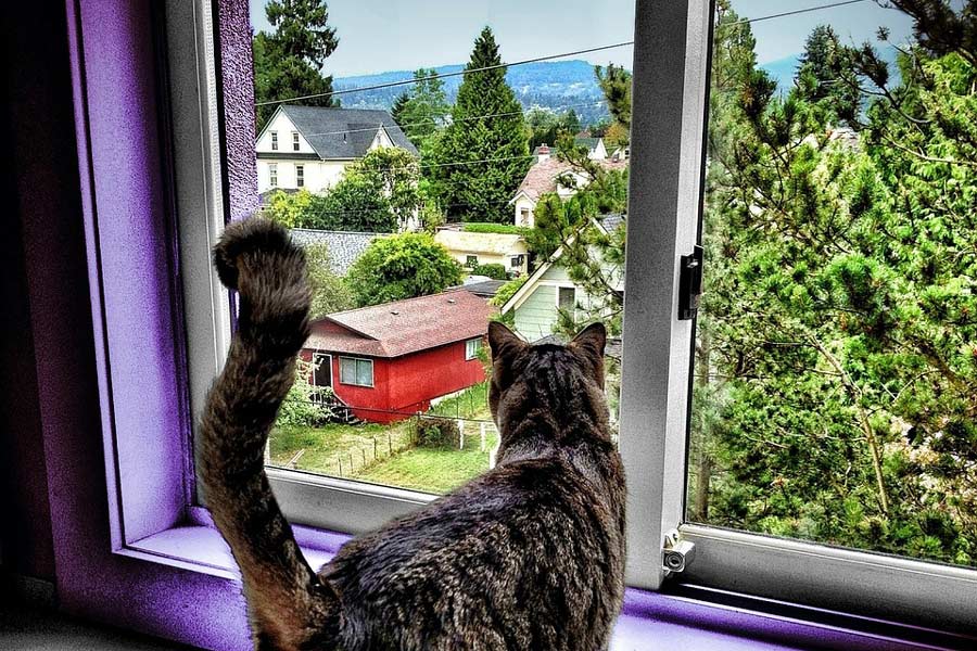 Cat looking out a house window with a great view