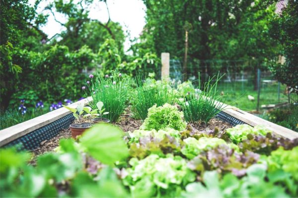 Container Garden